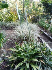 Tillandsia heterophylla