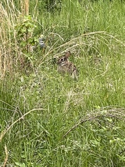 Sylvilagus floridanus