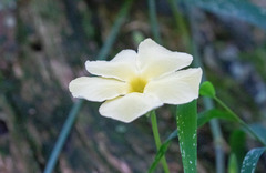 Thunbergia dregeana