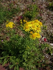 Senecio squalidus