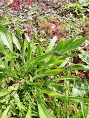 Plantago lanceolata
