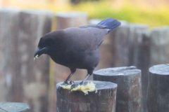 Cyanocorax cyanomelas