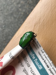 Heterorrhina elegans