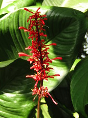 Odontonema