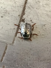 Calligrapha multipunctata