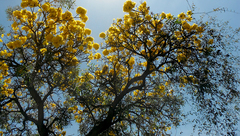 Tabebuia aurea