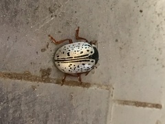 Calligrapha multipunctata