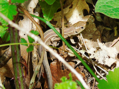 Lacerta trilineata major