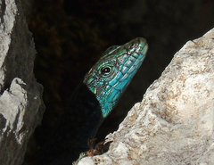 Dalmatolacerta oxycephala