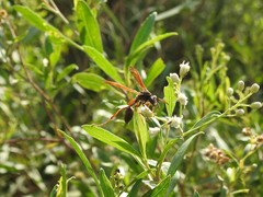 Mischocyttarus drewseni