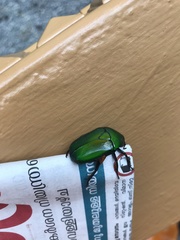 Heterorrhina elegans