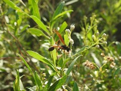 Mischocyttarus drewseni