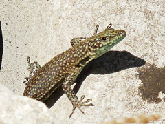 Dalmatolacerta oxycephala