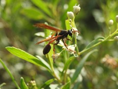 Mischocyttarus drewseni