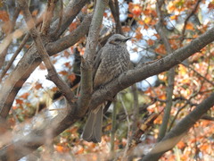 Hypsipetes amaurotis amaurotis