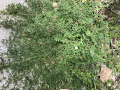 Indigofera trifoliata