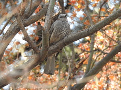 Hypsipetes amaurotis amaurotis