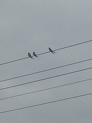 Hirundo rustica