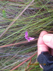 Polygala nematocaulis