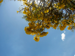 Tabebuia aurea