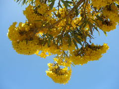 Tabebuia aurea