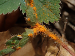 Phragmidium fragariae