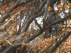 Hypsipetes amaurotis amaurotis