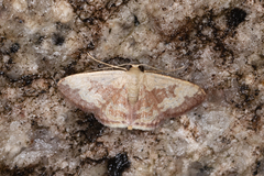 Idaea vacillata