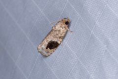 Ophiorrhabda mormopa