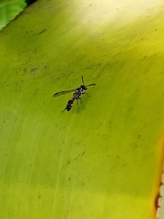 Polybia plebeja