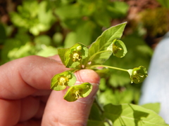 Euphorbia squamosa