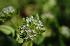 Valerianella turgida