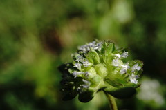 Valerianella turgida