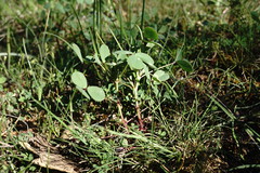 Melilotus neapolitanus