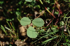 Melilotus neapolitanus