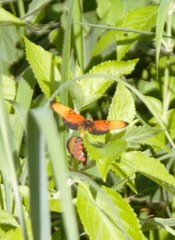 Acraea acrita