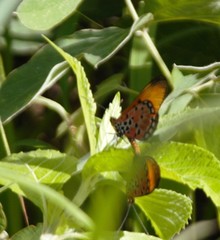 Acraea acrita