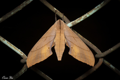 Marumba cristata bukaiana