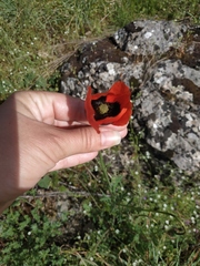Papaver dubium stevenianum