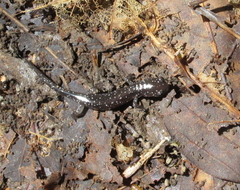 Plethodon cylindraceus