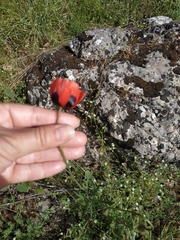 Papaver dubium stevenianum