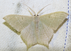 Maxates quadripunctata-subtaminata-submacularia