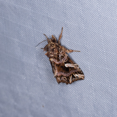 Callopistria exotica