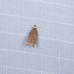 Lecitholaxa thiodora