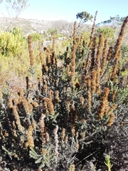 Seriphium cinereum