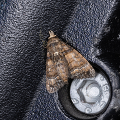Chlumetia transversa