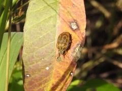 Orsilochides leucoptera