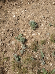 Artemisia austriaca