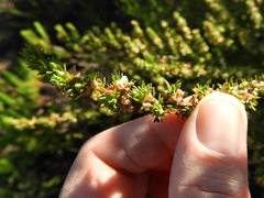 Cliffortia filifolia