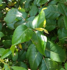 Toxicodendron radicans image